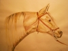 paard-in-aquarel